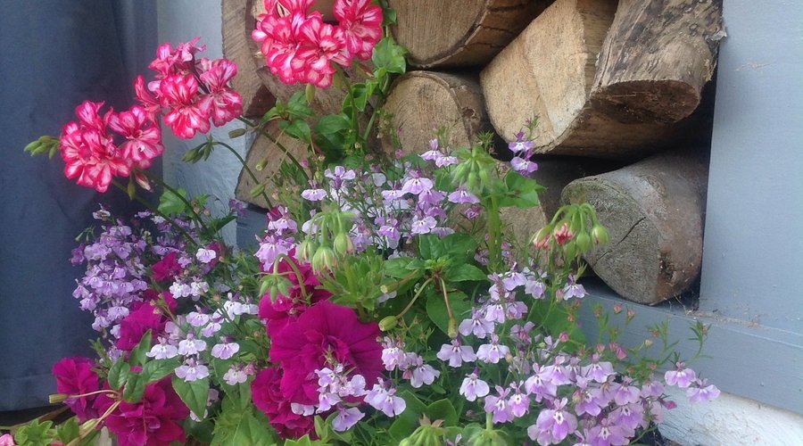 summer colour