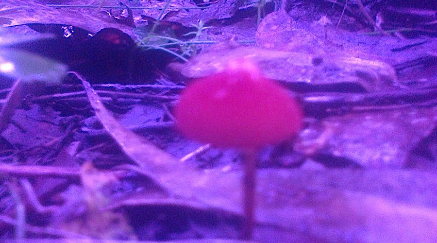 Won Wondah & Henderson Falls, Lorne: Tiny little mushroom [June 2016]