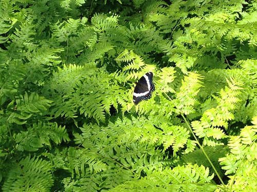 A butterfly among the ferns