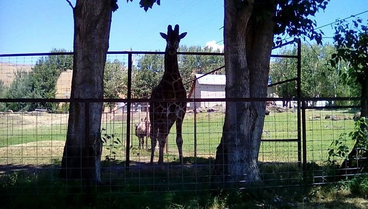 Florence Y'alls hosting drive-thru animal farm