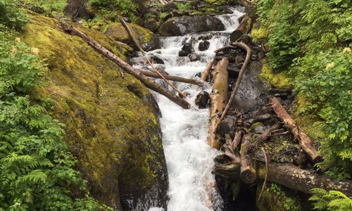 Grouse Creek- running under the Heliotrope Ridge Trail