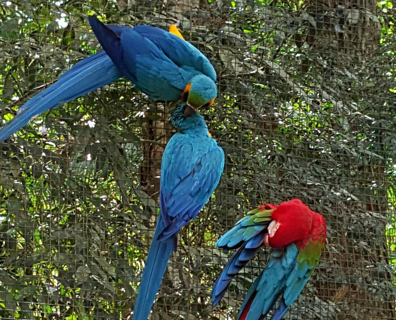 Pluma pasajes hotsell a brasil