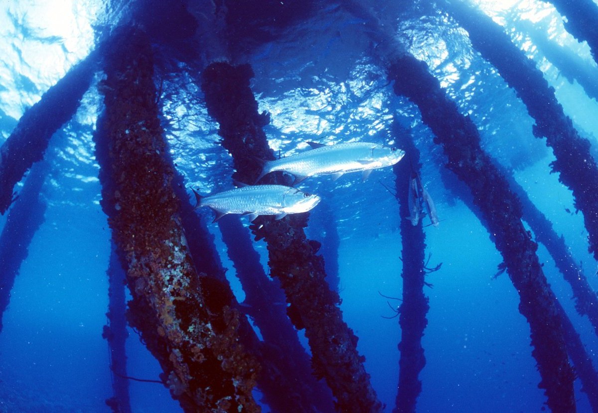 Salt Pier Bonaire