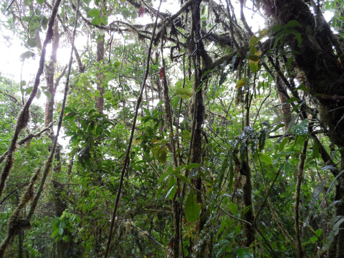 Ranario Monteverde Frog Pond (Santa Elena) - All You Need to Know ...