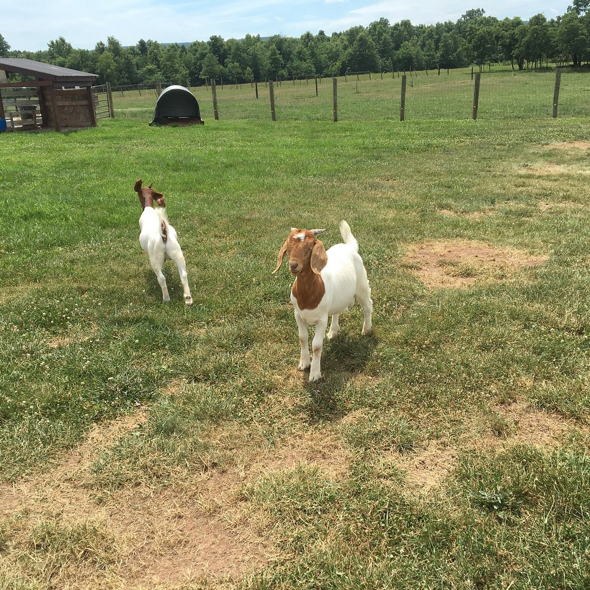 goat ranch tour