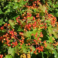 viburnum-bessen;Kralingen;Park Rozenburg uit 1911