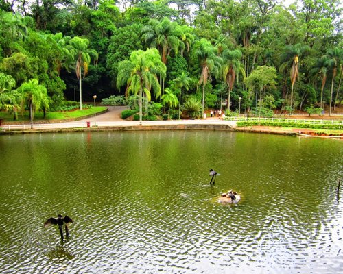 Capivaras passeando pelo Parque do Carmo, zona leste de São Paulo