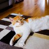 BazzytheCat