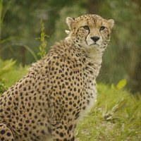guépard