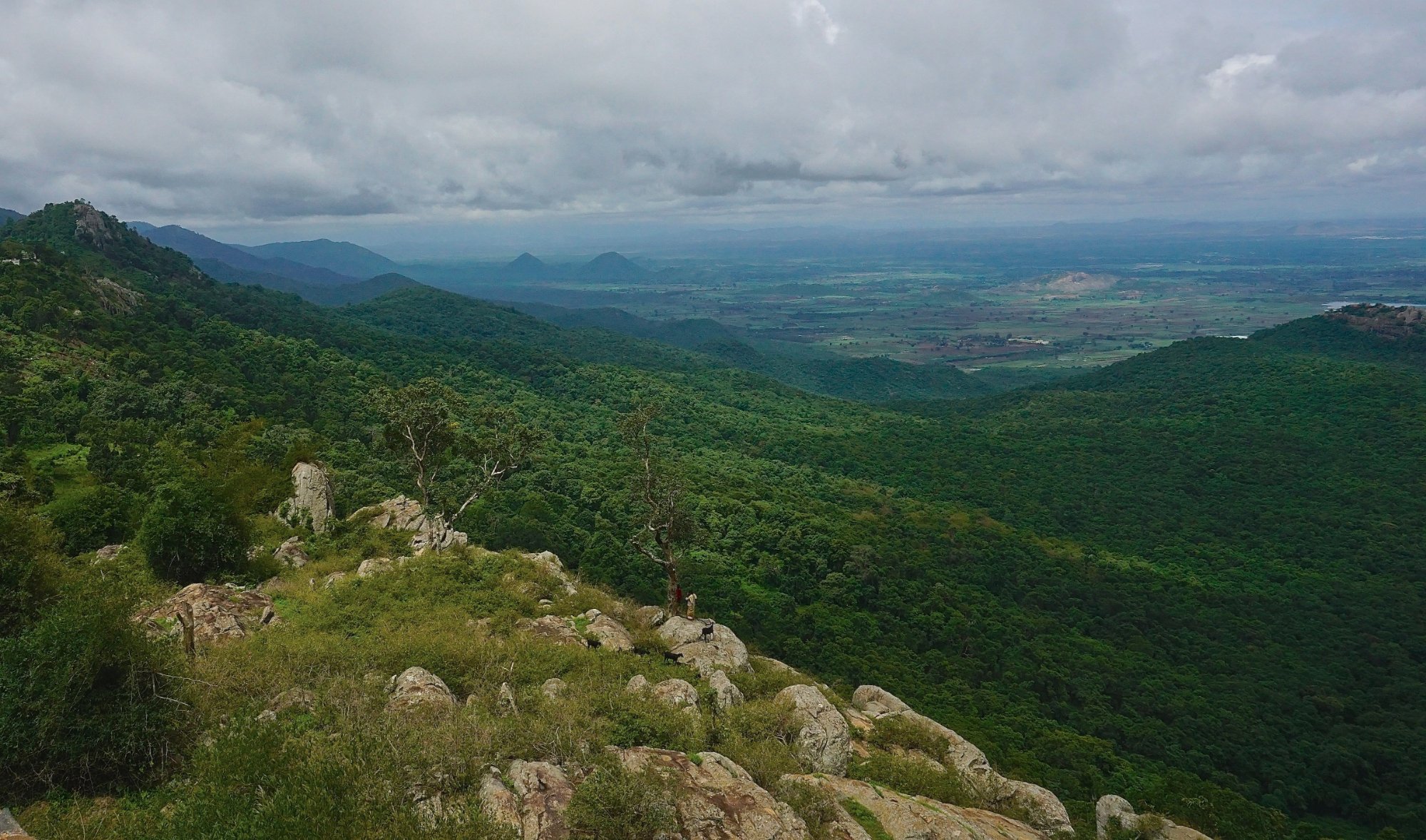 BILIGIRIRANGAN HILLS (Bandipur): Ce Qu'il Faut Savoir