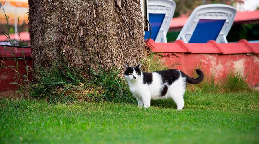 Garden with our Cat