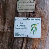 Hay 3 árboles singulares de Cantabria aquí