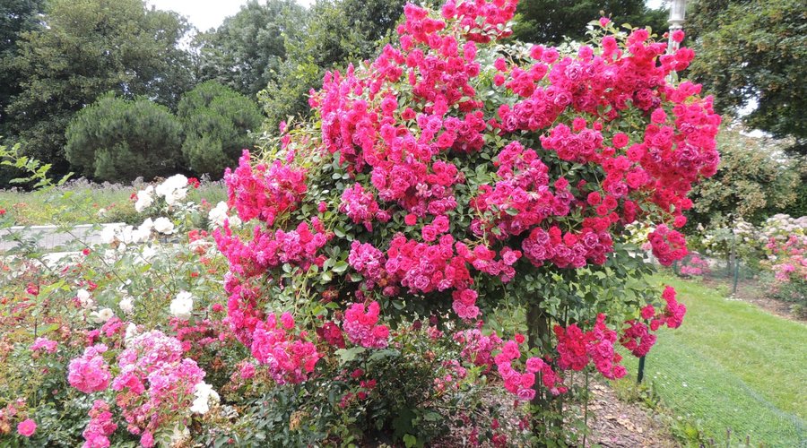 un rosier magnifique