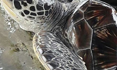 Induruwa Sea Turtle Conservation Project & Sea Turtle Information Center