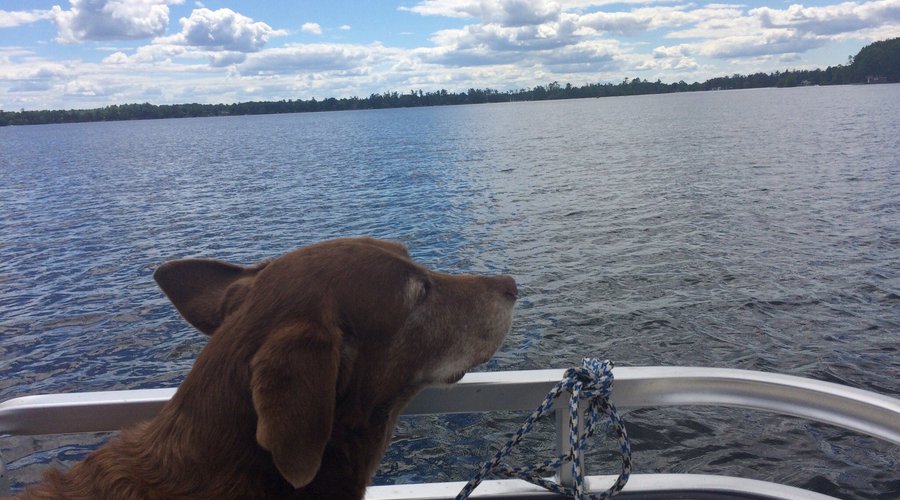 Pigeon Lake Resort