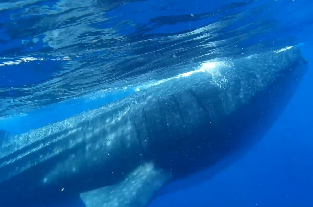 HOLBOX WHALE SHARK TOURS (Holbox Island) - All You Need to Know BEFORE ...