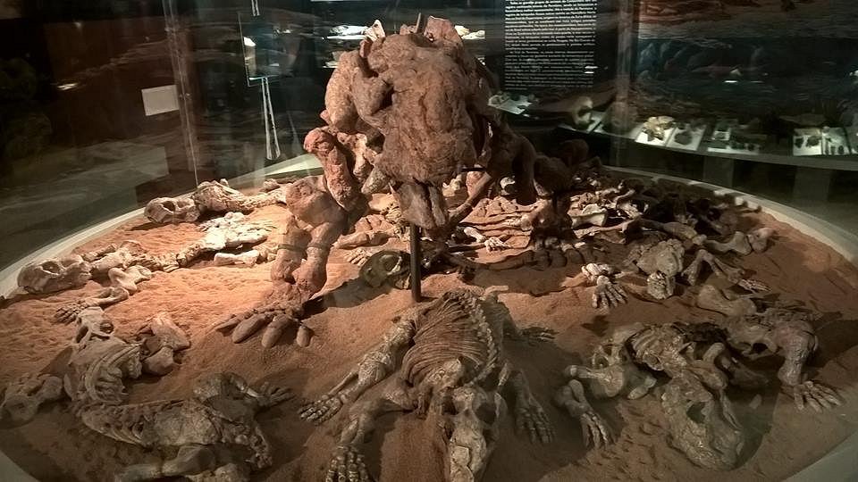 Museu de Paleontologia da UFRGS