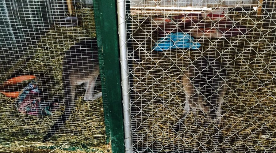 Kangaroos in the animal form.