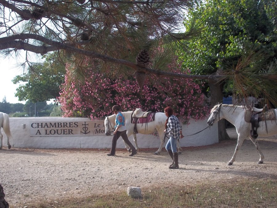 Le Mas De Mon Pere Saintes Maries De La Mer LE MAS DE MON PERE - Prices & Lodge Reviews (Saintes-Maries-de-la-Mer