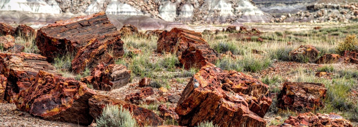Rainbow Forest, Petrified Forest National Park