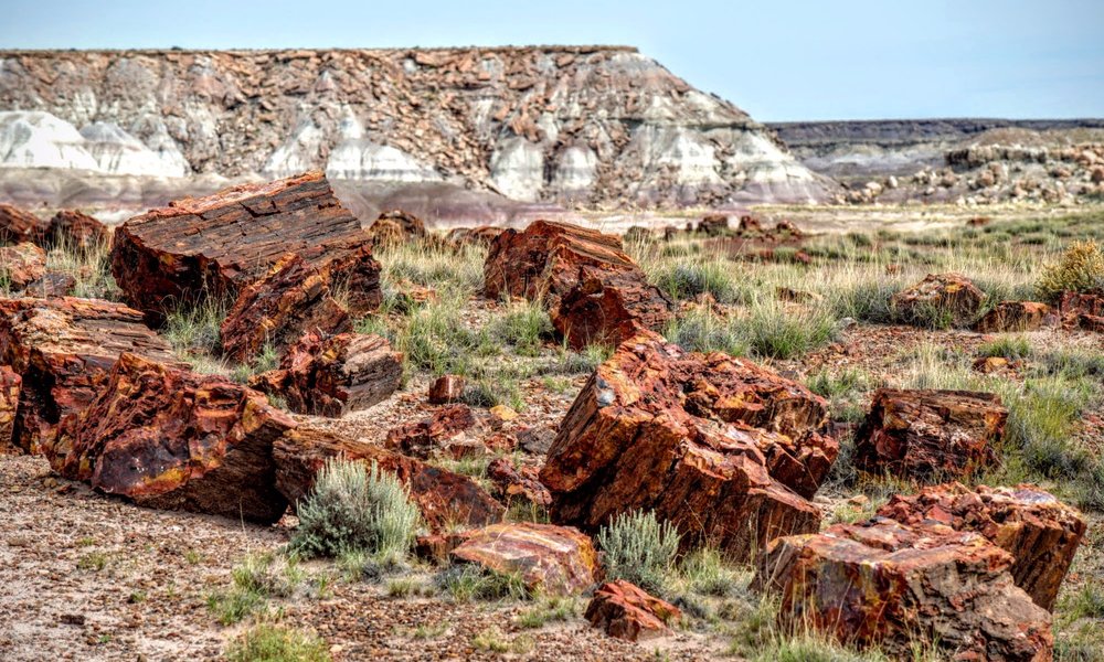 Petrified Forest National Park 2021: Best of Petrified Forest National ...