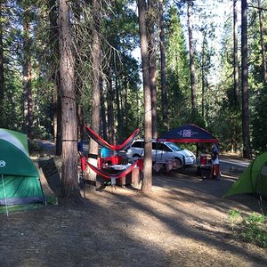 are dogs allowed in yosemite campgrounds