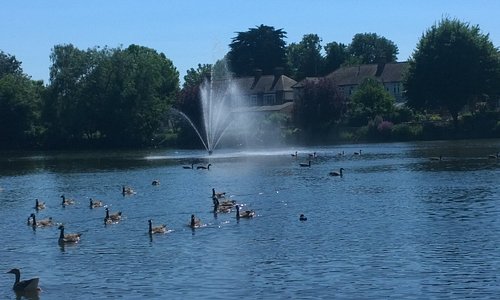 The beautiful lake in Raphael Park. The ducks are amusing to watch.