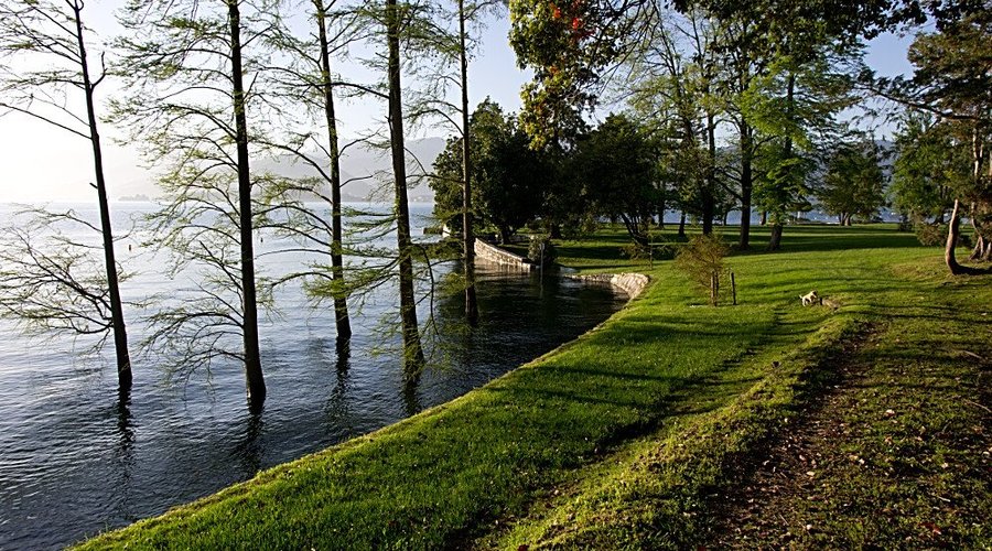 Taxodium ricoperti d'acqua nella spiaggia privata del B&B