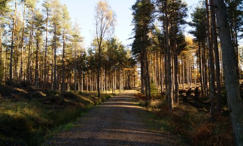 Devilla Forest.