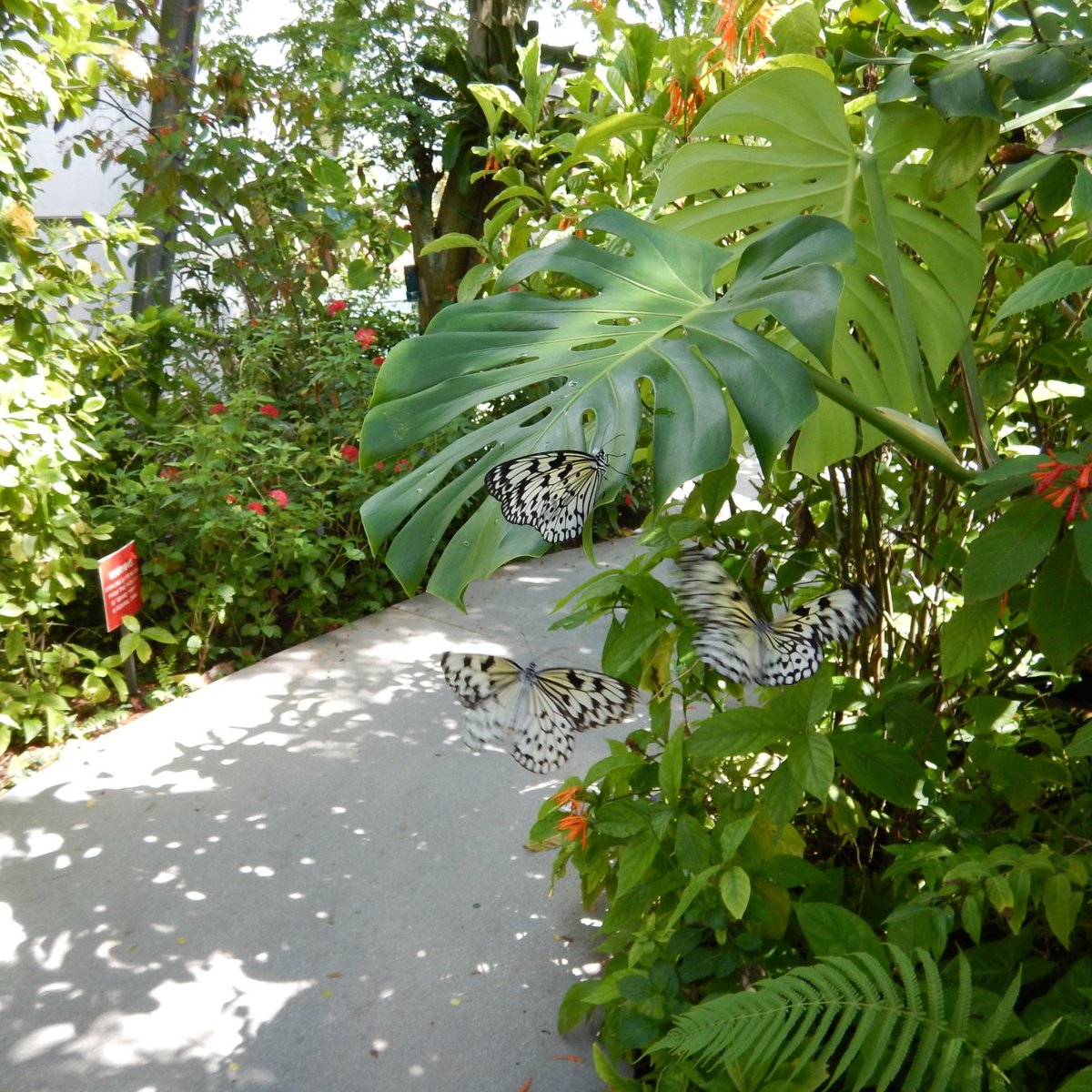 Butterfly World (Coconut Creek) All You Need to Know BEFORE You Go