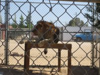 Hesperia Zoo