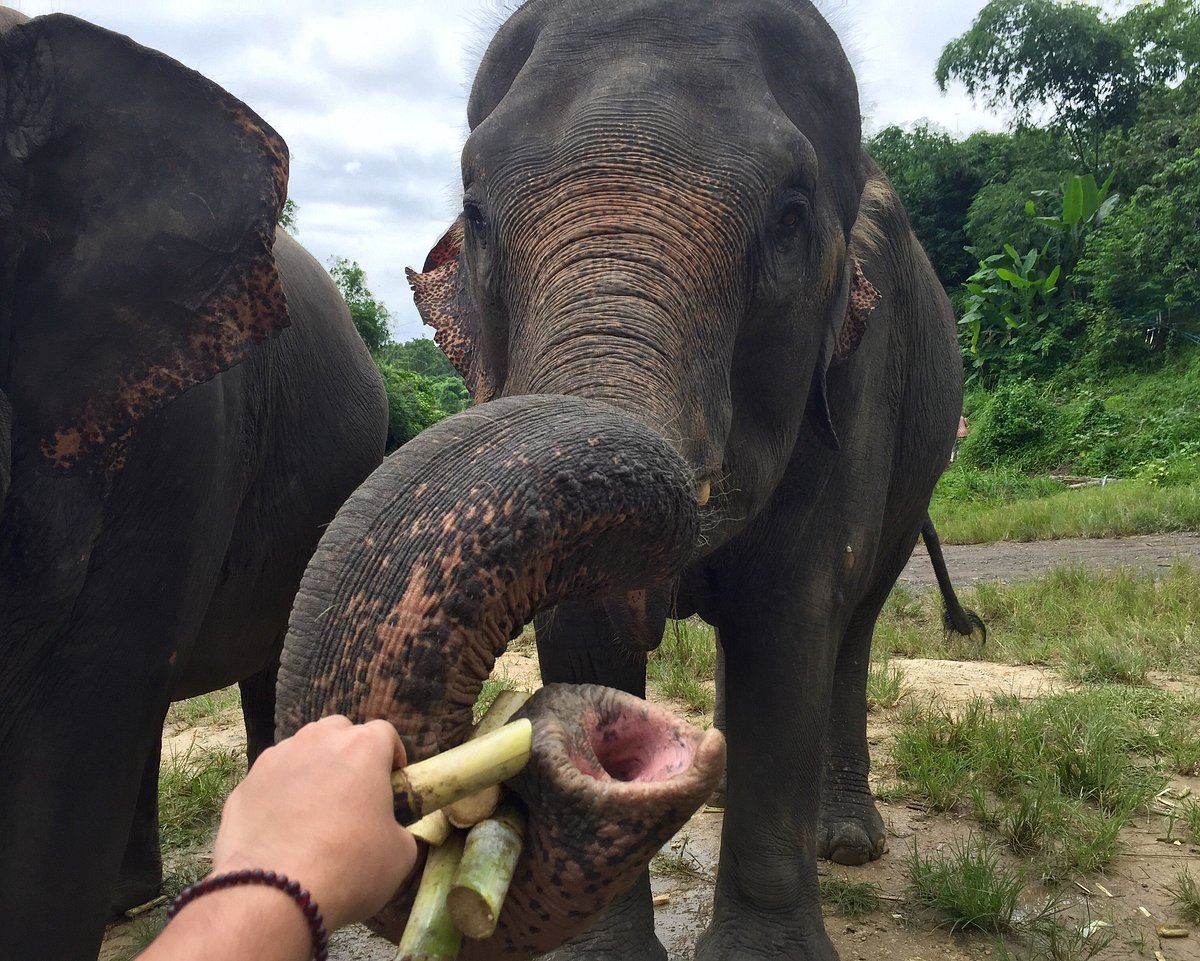 Elephant Retirement Park (Chiang Mai) - All You Need to Know BEFORE You Go Elephant Retirement Park (Chiang Mai) - All You Need to Know BEFORE You Go