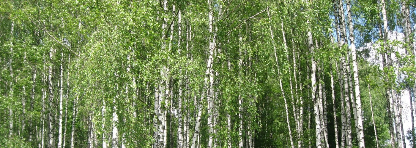 Мемориальный комплекс "Хатынь", июнь 2012 года... 