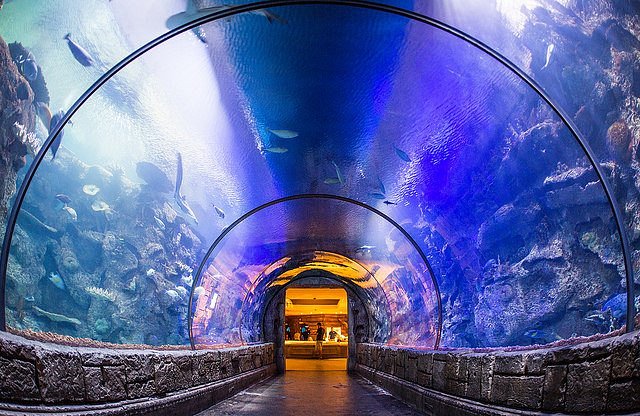Shark Reef Aquarium at Mandalay Bay Hotel in Las Vegas 2023