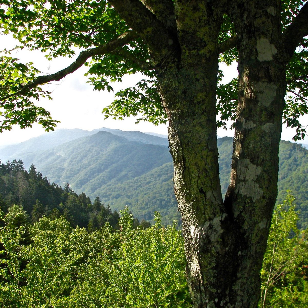 Newfound Gap Road (Great Smoky Mountains National Park, TN ...