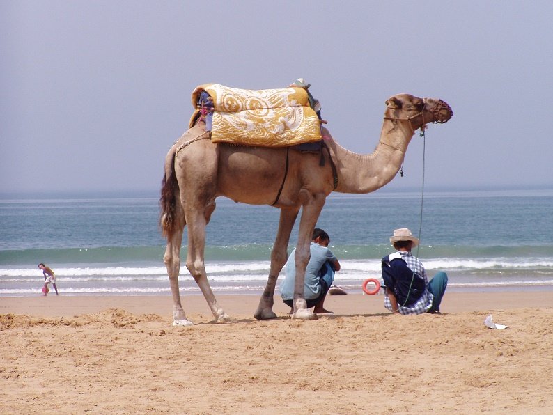 Morroco Nomade Dream (Marrakech) - All You Need to Know BEFORE You Go