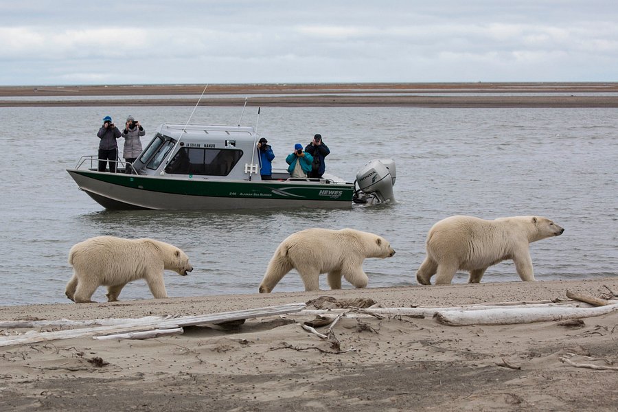 polar bear viewing tours alaska