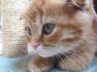 21年 猫カフェねこ 行く前に 見どころをチェック トリップアドバイザー