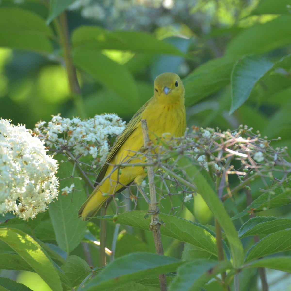 Charlotte Rhoades Garden and Butterfly Park (Southwest Harbor) - All ...