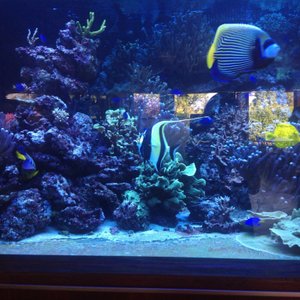 Красивейший Аквариум с морской водой в отеле "Дельфин"