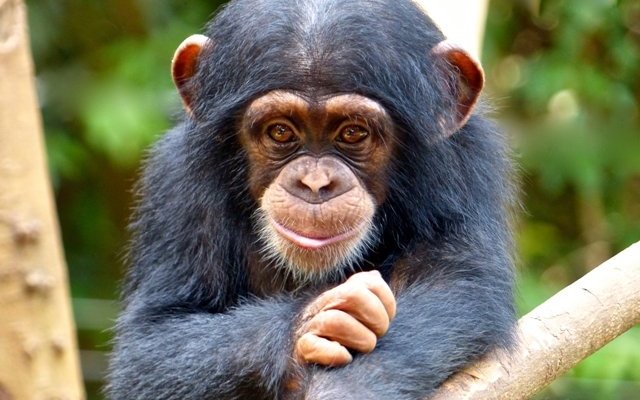 Top Reasons to Visit and Support Tacugama Chimpanzee Sanctuary in Sierra Leone - Impact of Supporting Tacugama Chimpanzee Sanctuary