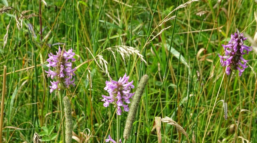 Kroondomein Het Loo;Apeldoorn;betonie;stachys officinalis
