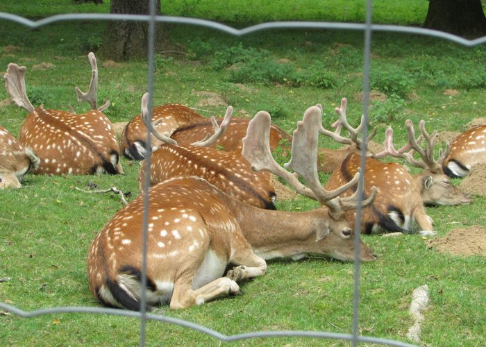 Parc Animalier - 샤르빌-메지에르 - Parc Animalier의 리뷰 - 트립어드바이저
