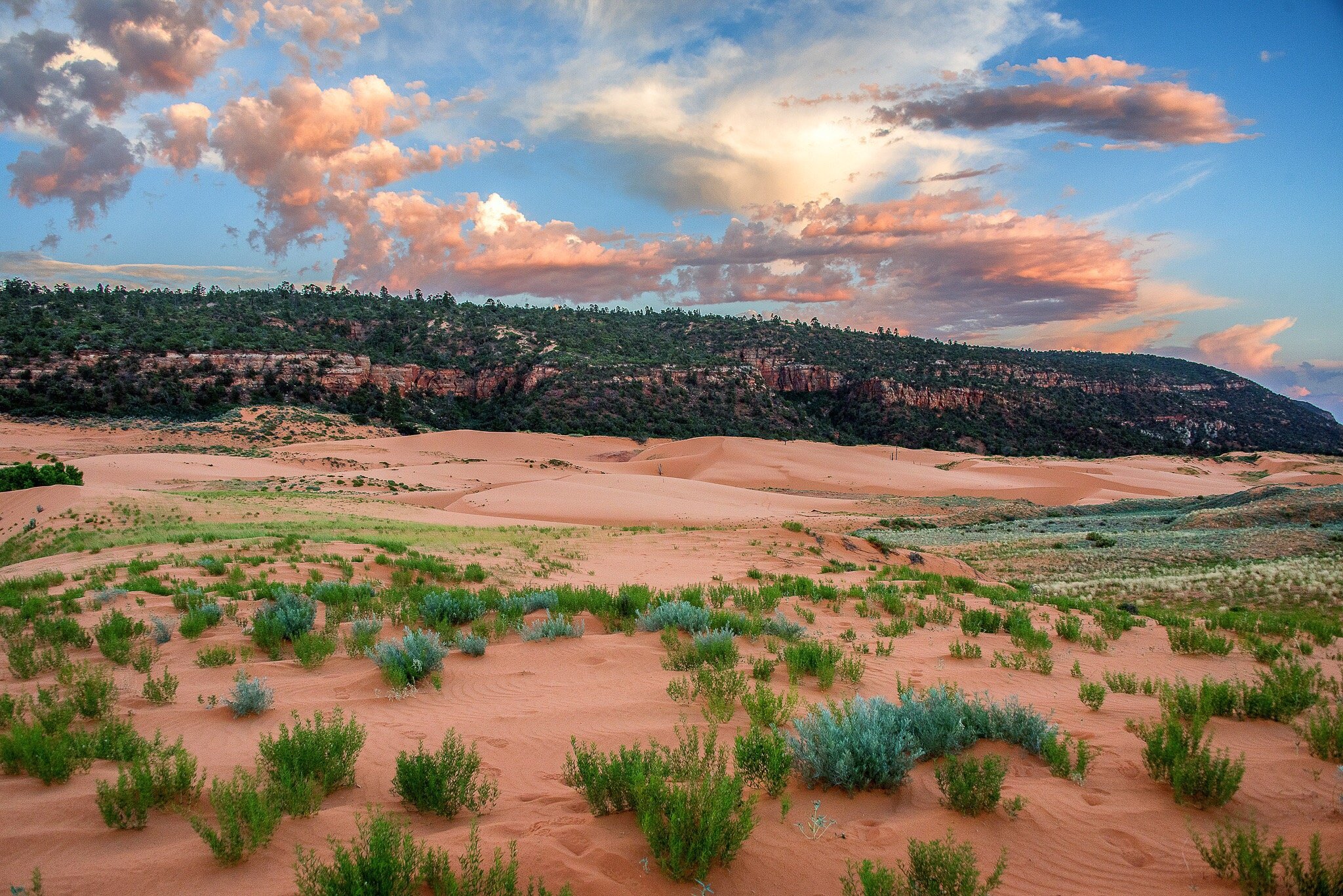 Coral Pink Sand Dunes State Park (Kanab) - All You Need To Know BEFORE ...