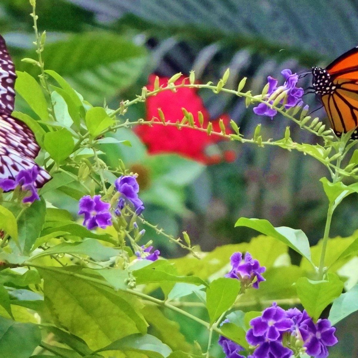 the-butterfly-farm-oranjestad-atualizado-2022-o-que-saber-antes-de