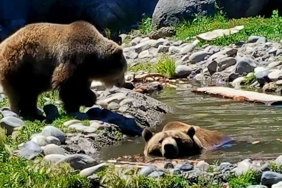 Montana Grizzly Encounter image