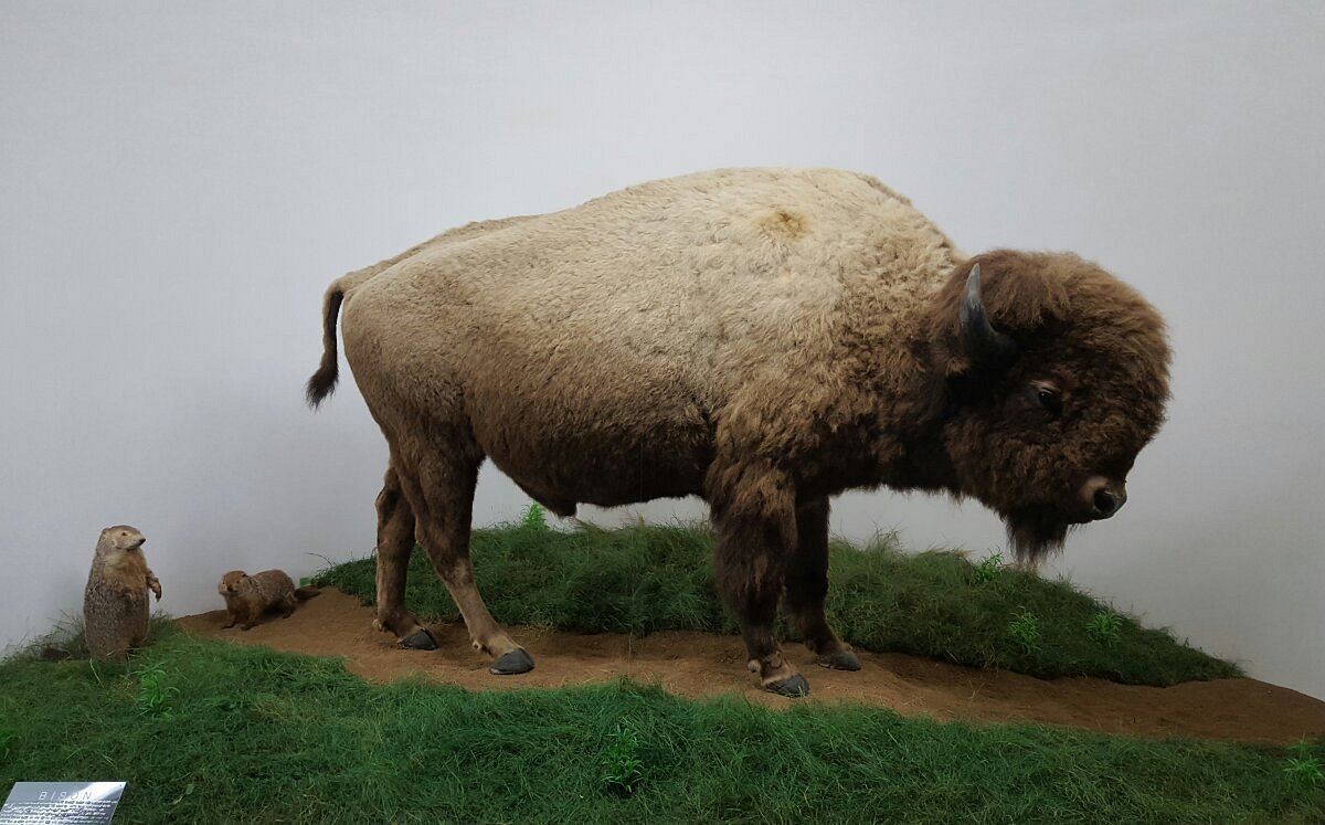 Mammoth Cave Wildlife Museum (Cave City) - All You Need to Know BEFORE You  Go