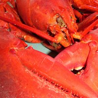Just out of the steamer. Look at the size of that claw