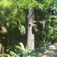 picchio al lavoro
