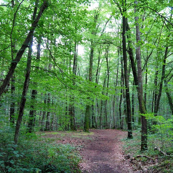 La Garrotxa Volcanic Zone Natural Park (Olot) - All You Need to Know ...